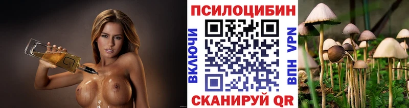 где можно купить   Наволоки  Псилоцибиновые грибы мицелий 